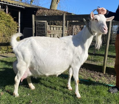 Bildthoekster Maisy 89, met 236 CVE de beste Witte productiegeit van 2024